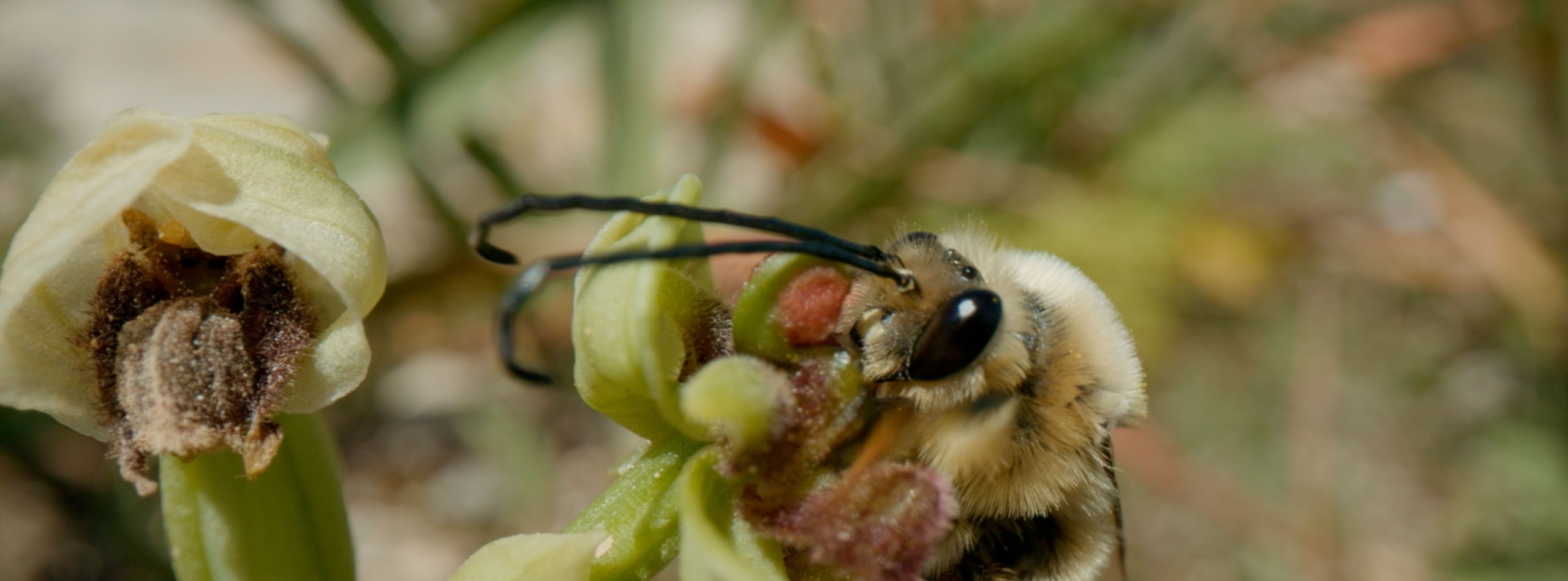 Orchids: Darwin’s Conundrum